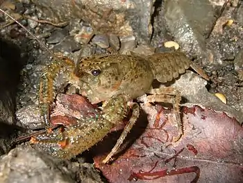 Northern kōura, Paranephrops planifrons (Parastacidae)