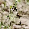 Male, Cessnock NSW