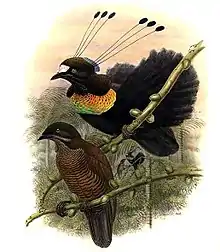 The male Parotia lawesii bird of paradise signals to the female with his breast feathers that switch from blue to yellow.