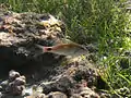 A young Indian goatfish (Parupeneus indicus)