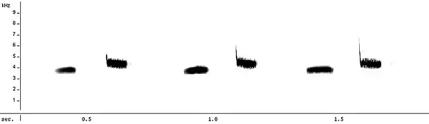 Spectrogram of great tit song.