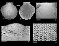 Parvamussium vesiculosum (holotype in MNHN, Paris)