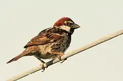 Bou-tkélém (Spanish sparrow)