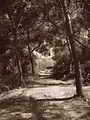 Pine forest with hiking trail