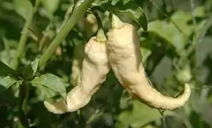 Peach ghost pepper