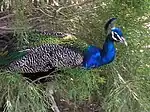 Peafowl, one of the free roaming animals at the park