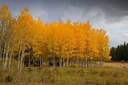 Aspen Trees on the Peak to Peak