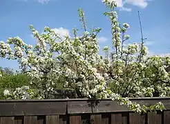 Pear blossoms in full bloom.