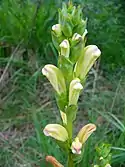 Pedicularis sceptrum-carolinum