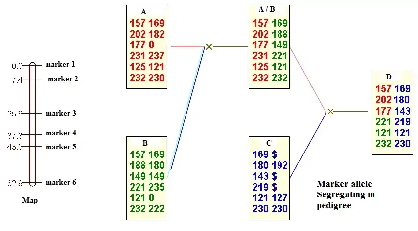 Example of marker from a single chromosome map segregation in small family pedigree, $ represents null alleles