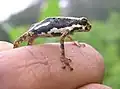 Image 18Malabar tree toad, Pedostibes tuberculosus, Hyperoliidae, India (from Tree frog)