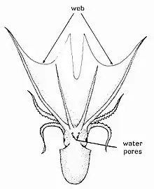 Pelagic octopus Tremoctopus