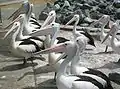 Pelican gather at the public boat ramp in Tuncurry