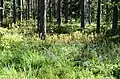 Wild rosemary undergrowth in Dainava forest near Musteika