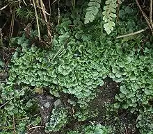 Pellia epiphylla, growing on moist soil.