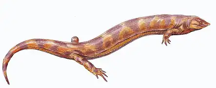 Pelodosotis, an ostodolepid "microsaur" from the group Lepospondyli