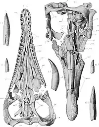 illustration of Peloneustes skulls seen from above and below