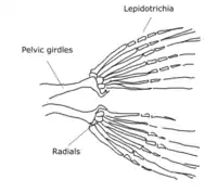 Pelvic fin skeleton for Danio rerio, zebrafish.