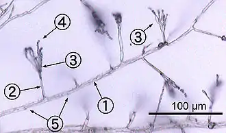 Monochrome micrograph showing Penicillium hyphae as long, transparent, tube-like structures a few micrometres across. Conidiophores branch out laterally from the hyphae, terminating in bundles of phialides on which spherical condidiophores are arranged like beads on a string. Septa are faintly visible as dark lines crossing the hyphae.