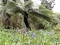 Bluebells in April