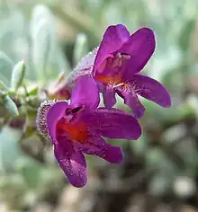 Penstemon thomsoniae subspecies jaegeri (Jaeger's beardtongue)