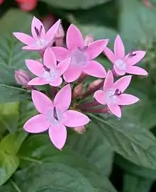 Pink flowers