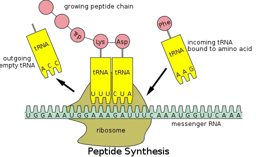 Ribosome schematic