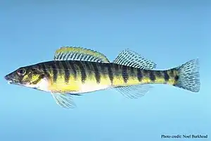 Mobile logperch, Percina kathae