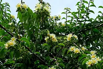 Treelike habit (Pereskia aculeata)