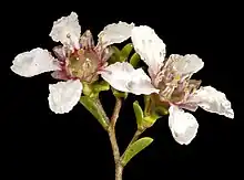 two flowers with five white petals each