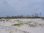 Dead trees in 'Little Woods' section of Petit Bois Island