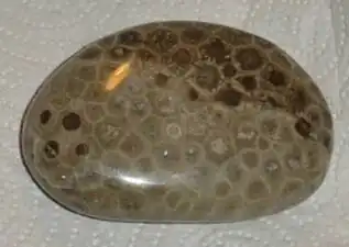 A polished Petoskey stone