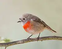 Female  Hobart, Tasmania