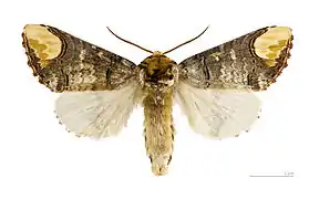 Male