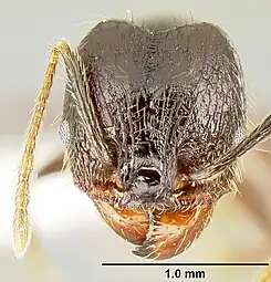 The head view of a "major" worker of P. purpurea, with a scale to distinguish size