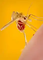 Phlebotomus pappatasi after a blood meal