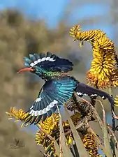 Feeding at aloe flowers in winter