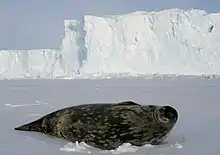 Image 97Weddell seals (Leptonychotes weddellii) are the most southerly of Antarctic mammals. (from Southern Ocean)