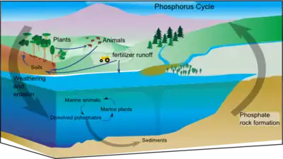 Marine phosphorus cycle