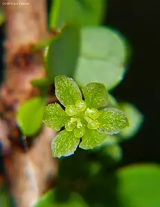 Male flower