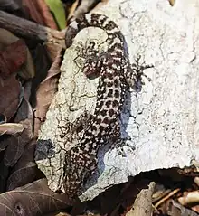 Photograph of Phyllodactylus cleofasensis on a rock