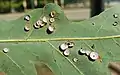 Phylloteras poculum oak galls