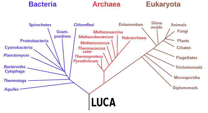 Phylogenetic tree based on rRNA genes data (Woese et al., 1990) showing the 3 life domains, with the last universal common ancestor (LUCA) at its root