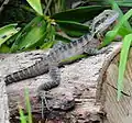 Intellagama lesueurii lesueurii (eastern water dragon) basking on a log in suburban Sydney