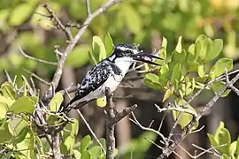 C. r. rudis eating fishthe Gambia