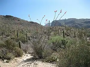 Approach to Pima Canyon