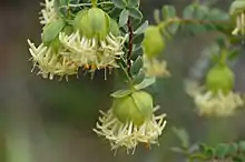 Pimelea sulphurea 2016-10-09