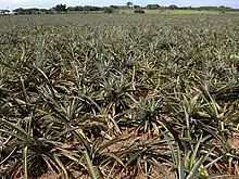 Pineapple in Veracruz, Mexico. Latin America produces 35% of the world's pineapple.