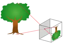 An image of a tree projected into a box through a pinhole.