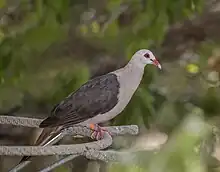 Pink pigeon (Nesoenas mayeri)